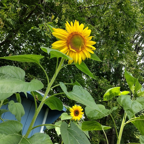 Meet your Posher, ShaRee - Picture 3 of 5